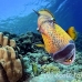 triggerfish_titan_bro_b_ni_h_0572_egy1047.jpg